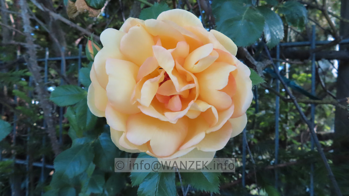 Strauchrose Maigold 03.JPG